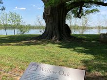 350-year-old Willow oak at the back of the house by the bank of James River 