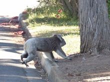 Magpies were attacking him