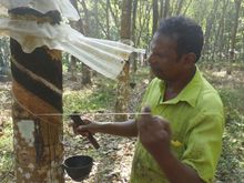 Worker on estate harvesting the rubber