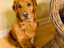 Molly, hoping for leftover bratwurst. 