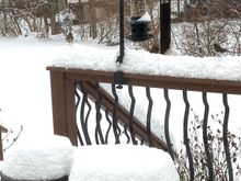 At least the birds are well fed.