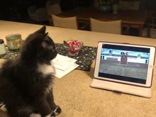 Waiting for Sofia to come on the screen