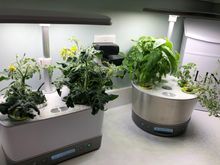 Basil, thyme and parsley on the right after harvesting about half of each type. 