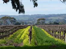 Vineyards