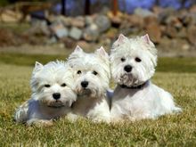 Look how well Flo,Watson and Barry are behaving.  But no cake for them or they will be running around in circles.!!