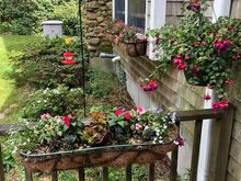 I had a hard time finding the fuchsias this year. 