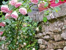 My favorite rose bush