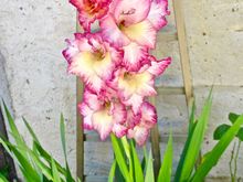 Gladiolus love it here