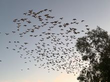 Flock of galahs at sunrise