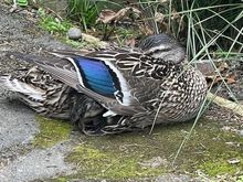 Look closely - you can see mama is protecting a couple of babies under her wing