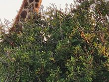 Not a bird but the next photo on the roll 