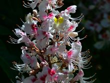 Verbascum Chaxii 'Album'', a tall, elegant, upright summer perennial located by the Orangery. Its cool, calming white (heraldic name=argent) apparently stands out at night. Its neighbours were the 'Sydney Pearce' trees planted all along the Great Broad Walk borders by Princess Alexandria. She did so in fall 2012 for the Diamond Jubilee. Some incredible irises completed that procession of colour. 