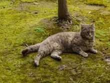 We saw a number of cats up there, but none quite topped this one for having a mysterious aura. It relaxed as though it owned that green space.