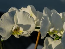 Ischia 'the Green Isle' has 6 thermal gardens. We were counting on a visit to a private one out by Forio, but at the last minute the owner decided to close shop til may. Well-tended serra orchids near the ramp and the fountain with 4 pools. 