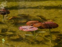 Waterlilies of various sorts were floating about. Some tiny white ones were in bloom. 