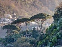 Those views look across to the mainland, including these trees near villa Antonia.