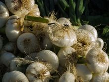 The garlic was tasty. We used it as self-caterers. My wife and I only ate out a few times. At the popular restaurant 'Giardiniello', we chanced across a fellow diner, a noted American soccer coach. He'd retired after a successful career at a major university, to spend his winters in Minori. He was quick to point out just how inexpensive long-term rentals can be in peripheral places like Maori, the workaday town just south of Minori.