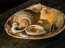 Monsieur escargot poses along with his maritime friends.