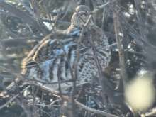 Ruffed Grouse in the  bush during park walk this afternoon.