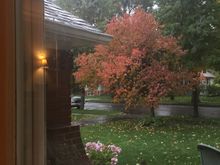 Hard to see the snow, but it is snowing. (I love snow.)