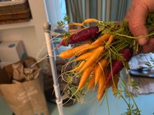 Today’s  carrot thinnings.

We ( my wife really) grows much better carrots here than back in MA. 
