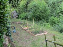 The potager this afternoon