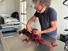 Preparing the peppers for packing...a VERY long process