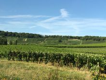 Champagne Country