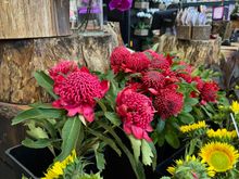 Purple orchids and yellow sunflowers. I don't know what the red flowers are but I love red! So colorful!
