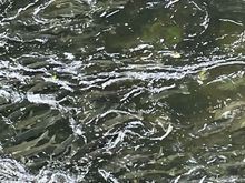 Salmon spawning at Ketchikan