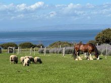 Sheep and horses on Churchill Island