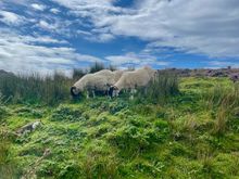 These sheep have a great view