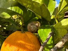 I adored those snails in Cordoba so when I saw this little fellow on a tree in "my" Vejer backyard, I had to take a photo.  I looked for him every day after that but he had snuck off!