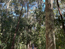 Tree climb circuit 