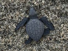 I got to release baby turtles with the grandkids in Puerto Escondido, Mexico.  