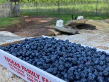  Big tray of blueberries 