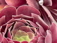 Plantings here are more beautiful than priceless jewels