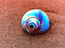 Sea snail on the beach