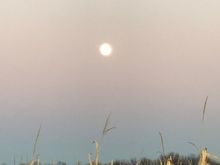 My photo shall be called full moon over corn tassels.