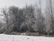 Maybe dcd can identify what kind of hawk is sitting in the tree?