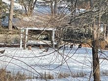 Some wild turkeys pass by.