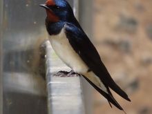 What kind of bird?  He was at Cawdor.