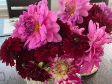 The only things that grew really well this year are the dahlias 