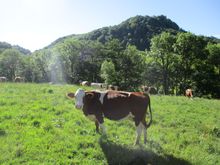 Salers cow posing for my camera!