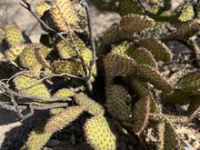 Everything down here wants to stab you. Pear cactus.