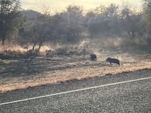 Javalina's crossing the road.