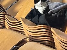 Hodge, the Southwark Cathedral cat.  