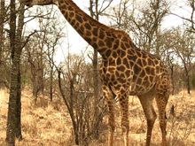 Lots of cute giraffes