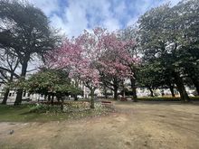 A walk through Jardim Marques de Oliveira, where the trees and flowers were starting to bloom.