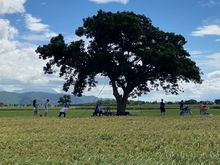 A tree made made famous through 2013 commercials by EVA Airlines which featured the Japanese actor and singer, Takeshi Kaneshiro. It is a very popular stop for many tourists!